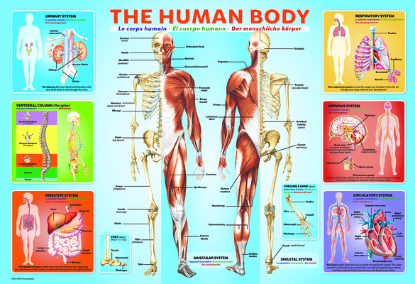 The Human Body 200-Piece Puzzle