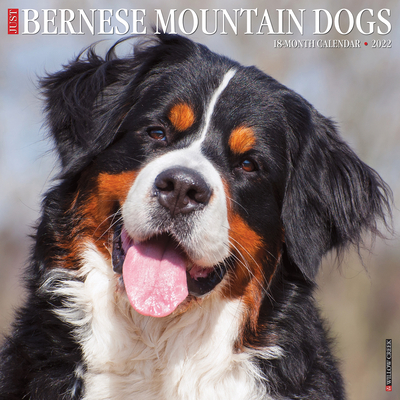 Just Bernese Mountain Dog 2022 Wall Calendar (Dog Breed)
