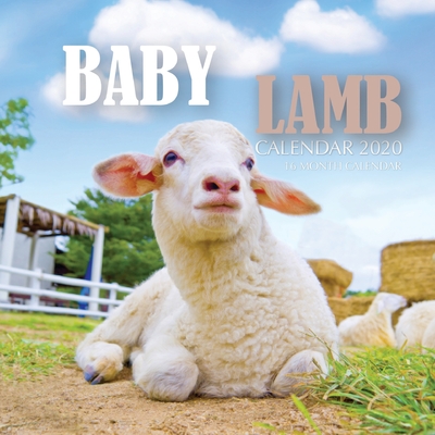 Baby Lamb Calendar 2020: 16 Month Calendar