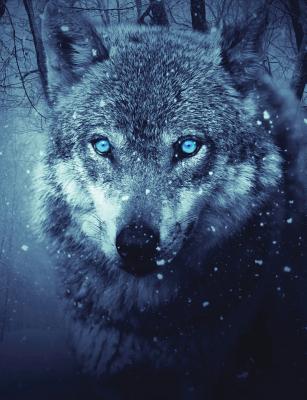 Winter Midnight Wolf Composition Notebook, Graph Paper: 4x4 Quad Rule Grid Student Exercise Book for Math & Science