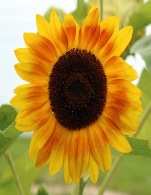 Sunflower Composition Book: 8.5 x 11 Wide Ruled Line Paper 200 pages (100 sheets)