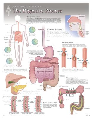 The Digestive Process Wall Chart: 8150