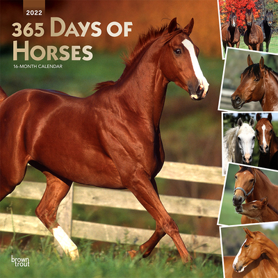 Horses, 365 Days Of, 2022 Square