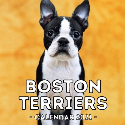 Boston Terriers Calendar 2021: 16-Month Calendar, Cute Gift Idea For Boston Terrier Lovers Men & Women
