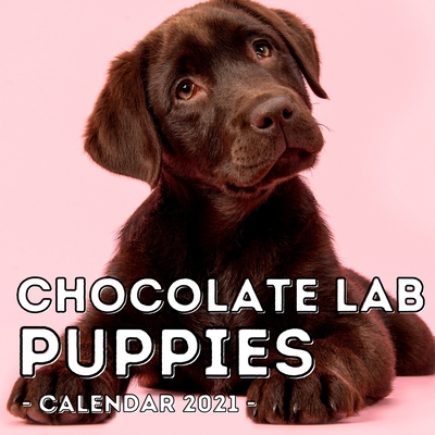 Chocolate Lab Puppies Calendar 2021: 16-Month Calendar, Cute Gift Idea For Labrador Retriever Lovers Men & Women