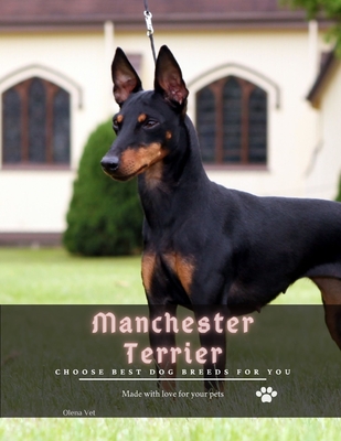 Manchester Terrier: Choose best dog breeds for you
