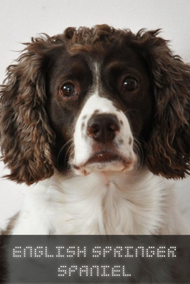 English Springer Spaniel: Complete breed guide