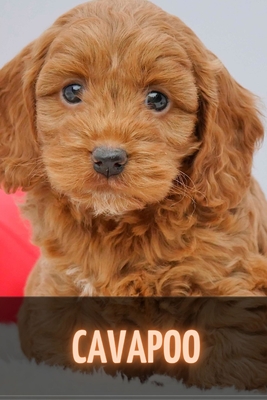 Cavapoo: Complete breed guide