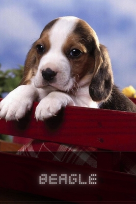 Beagle: Complete breed guide