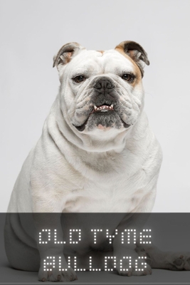 Old Tyme Bulldog: Complete breed guide