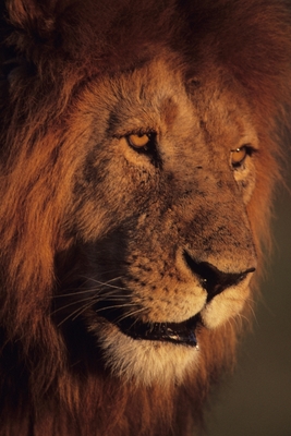 5 Inspiring Speeches: that may change your life