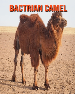 Bactrian Camel: Amazing Facts & Pictures